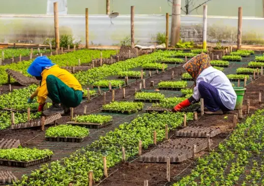 La ANT aumentó su presupuesto ocho veces y multiplicó la contratación, pero los datos oficiales muestran una ejecución muy por debajo de las metas de la reforma agraria. Foto: Camilo Suárez