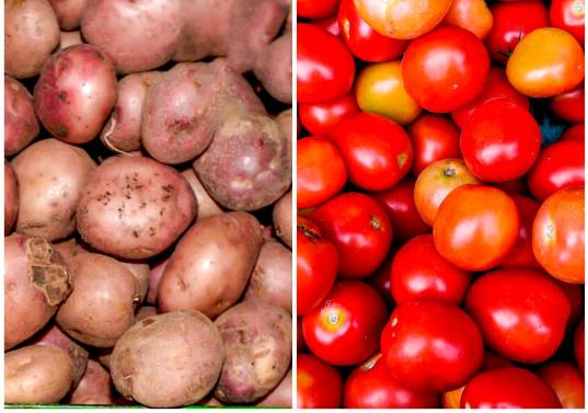 Variedades de papa y tomate cultivadas, descendientes de especies domesticadas en los Andes, hoy forman parte esencial de la dieta global. FOTOS Juan Antonio Sánchez