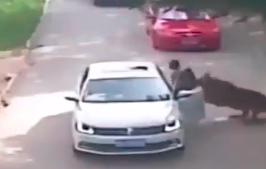 La mujer murió tras ser raptada por un tigre en China. Foto: Pantallazo video en Twitter @Salvador_con. 