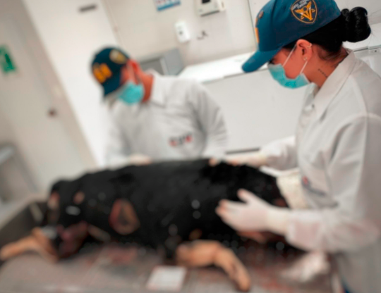 Analizan el cuerpo del perro para precisar completamente las causas de su muerte. Foto: Cortesía. 