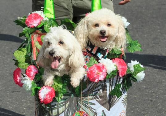 Un equipo de investigadores en Japón ha comprobado que crecer junto a perros durante la adolescencia se asocia con mejores indicadores emocionales y sociales. Foto: Camilo Suárez.