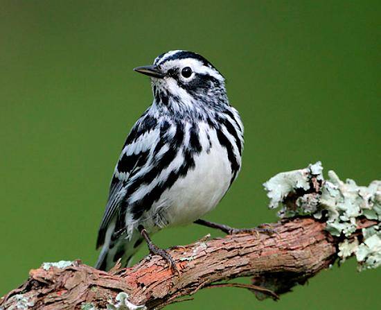 La cebrita rayada es una de las 14 aves migratorias que se han dejado ver en el Cerro El Volador. FOTO: CORTESÍA