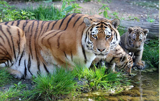 Según el zoológico, La tigresa Yushka, madre de los tres cachorros de tigre siberiano, abandonó a su camada días después del parto, obligando a la intervención de los veterinarios. Imagen: Zoológico de Leipzig.