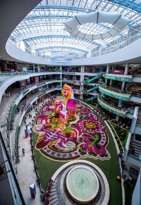 Este año, sobre un tapete de cerca de 200.000 flores, sobresalen las figuras tres inmensos loros multicolores, en un homenaje a la diversidad de flora y fauna del país. Foto: Jaime Pérez