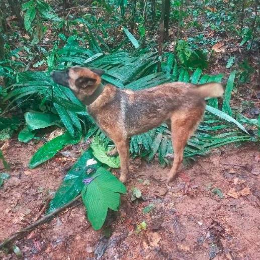 Los perros Wilson y Ulises fueron dos de los diez canes que acompañaron la búsqueda de los cuatro niños indígenas. FOTO: Cortesía Fuerzas Armadas