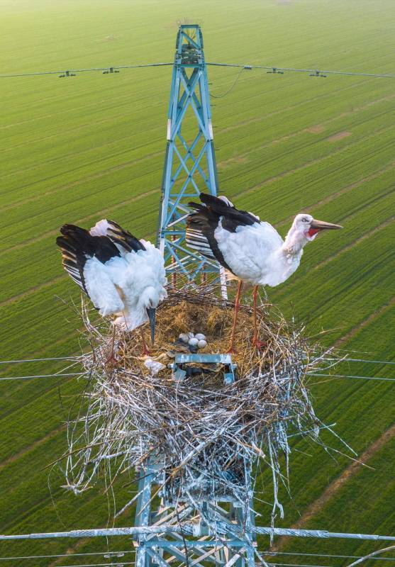 Las cigüeña blanca oriental es un animal protegido a nivel nacional en China. Foto Getty