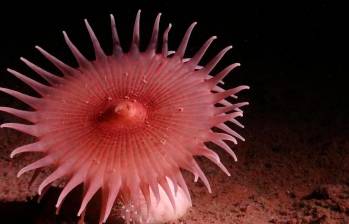 Las anémonas de mar atrapan pequeños animales que flotan en el fondo. Esta especie pertenece al orden Actiniaria. FOTO SMARTEX/NHM/NOC