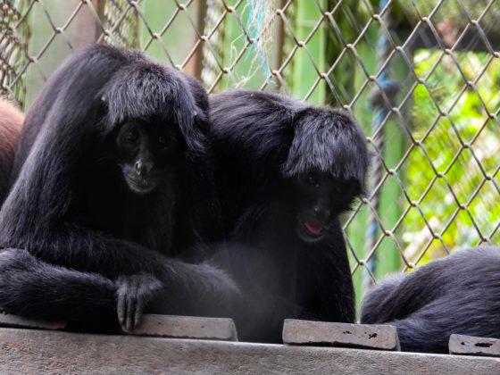 El mono araña es una imponente especie que se encuentra en peligro de extinción. FOTO: CORTESÍA AMVA