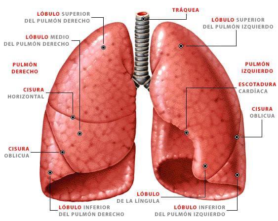 Segmentación de los pulmones. FOTO: unPROFESOR. 