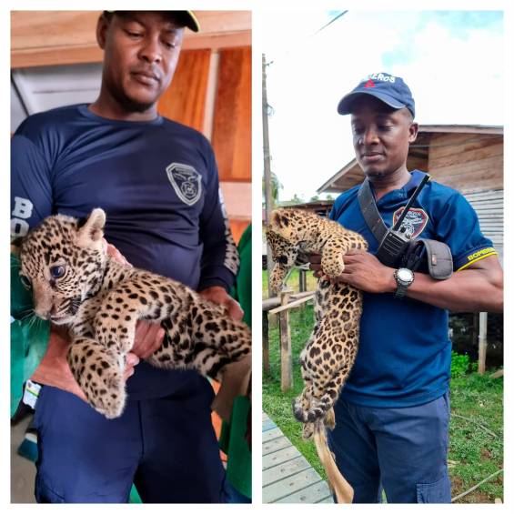 Los jaguares están amenazados en Colombia por la caza indiscriminada y la pérdida de su hábitat natural. FOTOS; CORTESÍA BOMBEROS MURINDÓ 