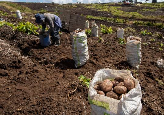 Las papas sobresalen por observar una variación de 78,24% en el año, muy por encima del promedio nacional de inflación. FOTO EL COLOMBIANO