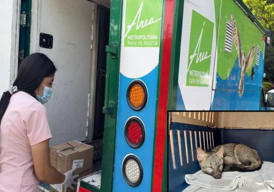 Adelante, un zorro perro rescatado por los funcionarios del Área Metropolitana. Atrás, una de las unidades móviles dedicadas a esta tarea. FOTO: Cortesía.