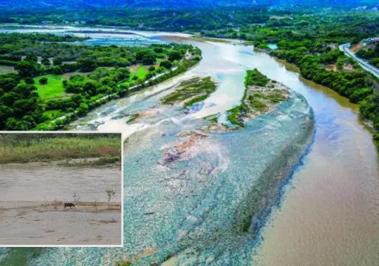 Adelante, una vaca pastando en la mitad del río Cauca en su paso por La Pintada. Atrás, el mismo río cruzando con un “hilo” de agua el Occidente de Antioquia. FOTO: Manuel Saldarriaga