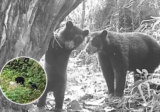 El bosque del Huila vuelve a dar vida; cámaras captan crías de oso andino. Foto: Cortesía Corporación Autónoma Regional del Alto Magdalena