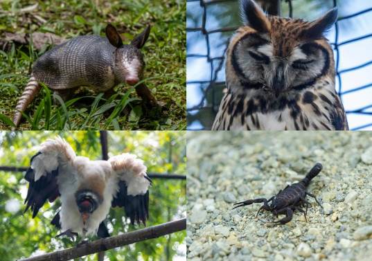 El armadillo, el búho, el gallinazo y el alacrán son algunos de los animales sobre los que existen múltiples amenazas debido a mitos populares. FOTO: Cortesía.