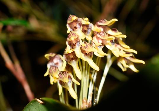 Esta nueva especie, la Pleurothallis maitamae, fue recientemente descubierta en Colombia. FOTO cortesía