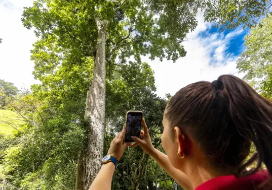 El árbol de caracolí es el que le da nombre a este municipio del Magdalena Medio. Foto: Andrés Camilo Suárez Echeverry