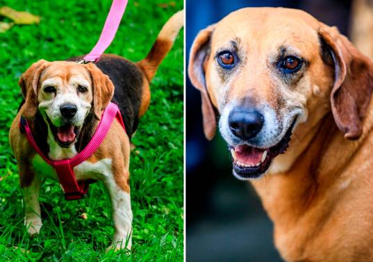 Samantha (izquierda) y otros perros geriátricos esperan una familia dispuesta a recibir su amor. Fotos: Camilo Suárez