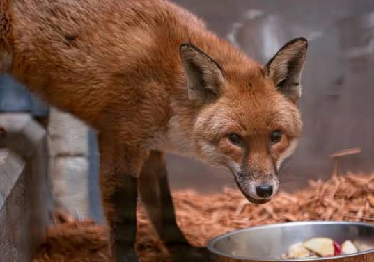 Así luce este zorro rojo que se coló en el barco y viajó miles de kilómetros de Inglaterra a Estados Unidos. FOTO Cortesía @Bronxzoo