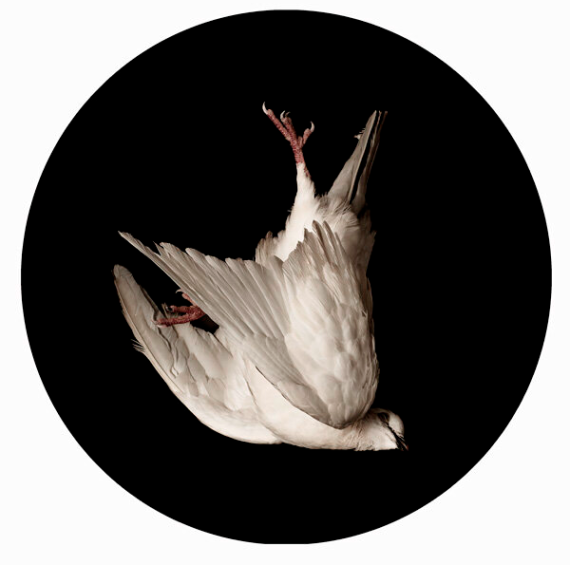 La representación de la caída de una de las palomas. FOTO: Cortesía