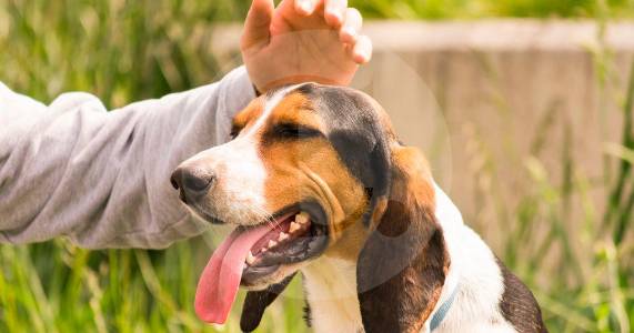 Psicología explica por qué acariciamos a los perros