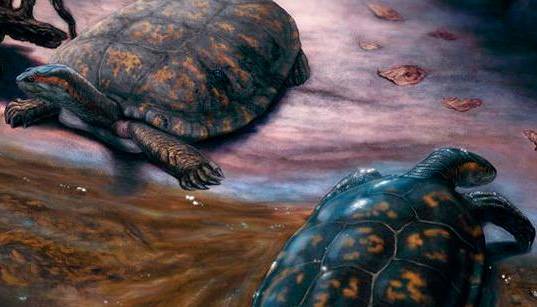 Reconstrucción paleoartística de <i>Shakiremys colombiana</i>. FOTO cortesía Juan Giraldo