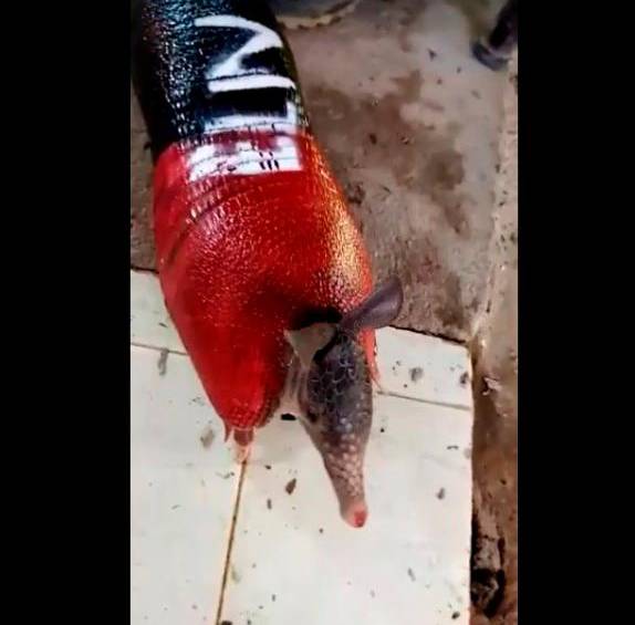 Así quedó el armadillo que fue pintado por el Eln FOTO Captura de pantala.