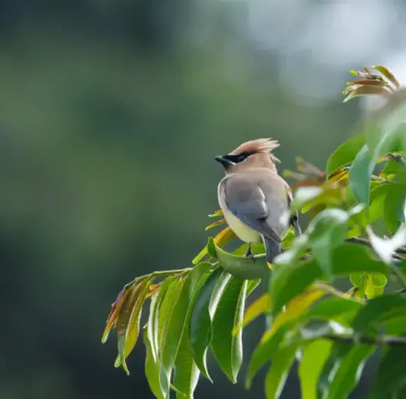 Una de las fotos tomadas al pájaro de las alas de cera. Foto: Cortesía Juan David López Fernández