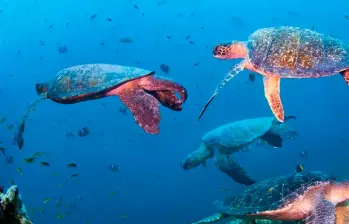 En Colombia, la tortuga verde puede observarse en zonas como el Parque Nacional Gorgona y el Golfo de Urabá, donde su presencia refleja el éxito de las medidas de conservación marina. FOTO cortesía WWF