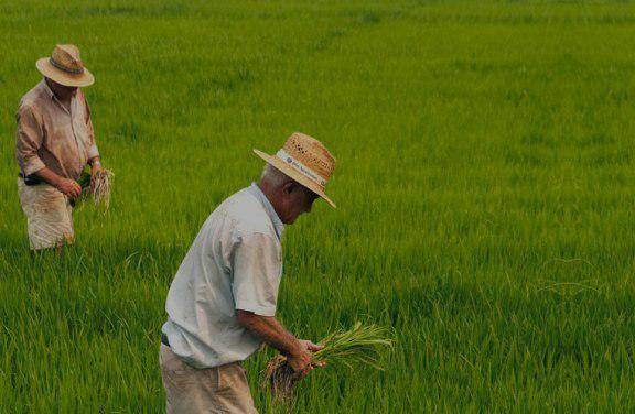 El sector arrocero genera 68.846 empleos directos en 211 municipios de 23 departamentos arroceros, lo que lo convierte en un renglón estratégico para la sostenibilidad económica rural. Además, el arroz es un producto masivo, prioritario y básico de la canasta familiar, con un impacto directo en la estabilidad del mercado interno.