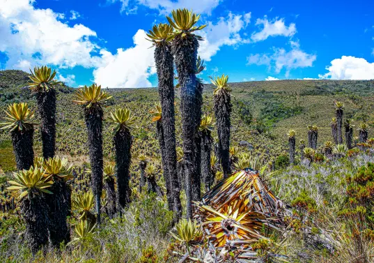 En 2022, un grupo de turistas tumbó frailejones y dejó un basural. Esto fue determinante para el la restricción del turismo que ordenó Corpourabá. Foto: MANUEL SALDARRIAGA