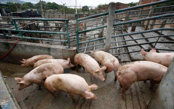 Los investigadores están desarrollando un dispositivo para enviar listas de reproducción a las granjas y hacer tratamientos musicales a los cerdos. FOTO: ARCHIVO EL COLOMBIANO 