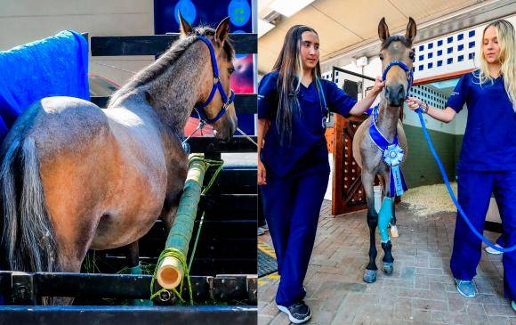 Valentino, el caballo de Jhonny Rivera, se recuperó tras una cirugía en el Centro de Veterinaria y Zootecnia de la Universidad CES. FOTO Jaime Pérez