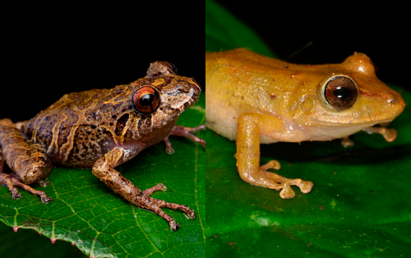 Las dos especies fueron encontrada en la reserva natural La Selva, que hace parte de Valdivia Foto: Cortesía Mauricio Rivera