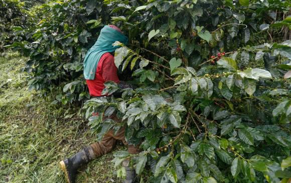 Cafetales colombianos, el origen de un sabor que conquista el mundo. La producción récord impulsa la economía de miles de familias.