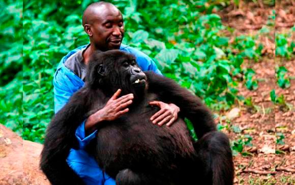 “Con gran pesar Virunga anuncia la muerte de la gorila de montaña huérfana Ndakasi, que residía en el centro de Senkwekwe desde hacía más de una década” Foto: ONG Virunga