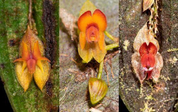 Las tres nuevas orquídeas colombianas halladas en zona rural del Valle del Cauca. 1. Lepanthes irmae. 2. Lepanthes fimbriatilabia. 3. Lepanthes pogonochila. FOTOS CORTESÍA RÓBINSON GALINDO T.