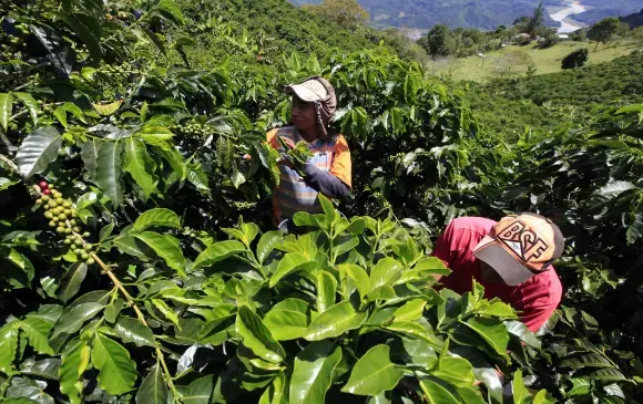 Colombia logró una reducción histórica del desempleo y completó año y medio generando puestos de trabajo. Sin embargo, el motor principal sigue siendo el trabajo por cuenta propia. FOTO: Manuel Saldarriaga.