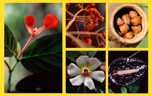 Solo en Antioquia, el número de especies de flora es 40.000. Fotos: Cortesía Repositorio Instituto de Investigación de Recursos Biológicos Alexander von Humboldt y Naturalista Colombia. 