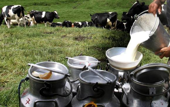 Según Fedegán, actualmente solo se está acopiando el 44% de la leche producida. Foto: Juan Antonio Sánchez
