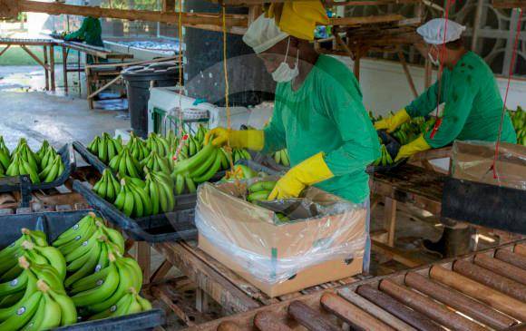 Antioquia es el principal productor de plátano y banano en Colombia. FOTO: JUAN ANTONIO SÁNCHEZ
