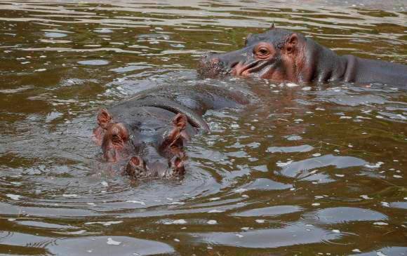 Los hipopótamos empezaron en la Hacienda Nápoles, y han migrado desde el Magdalena Medio a la Depresión Momposina FOTO DONALDO ZULUAGA