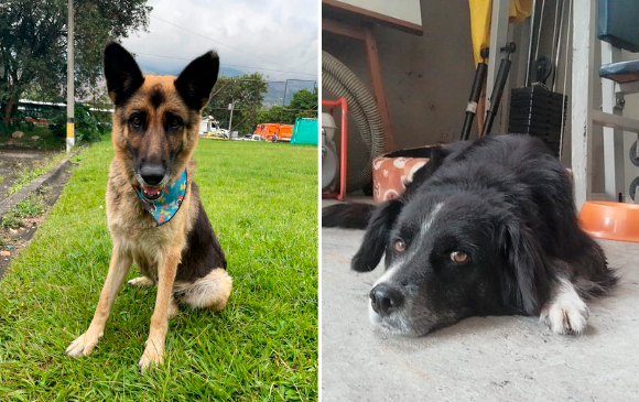 Halligan y Kaiser son las mascotas desaparecidas de los bomberos de las estaciones Caribe y Doce de Octubre, de Medellín. FOTO: CORTESÍA BOMBEROS DE MEDELLÍN.