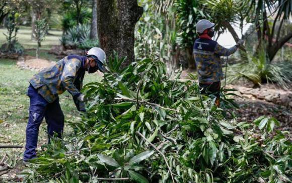 Jardineros arreglando una de las zonas verdes de Medellín. FOTO: Manuel Saldarriaga