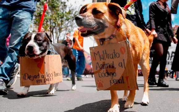 En el caso de Ipiales encontraron abandonadas a dos caninas. FOTO: DONALDO ZULUAGA
