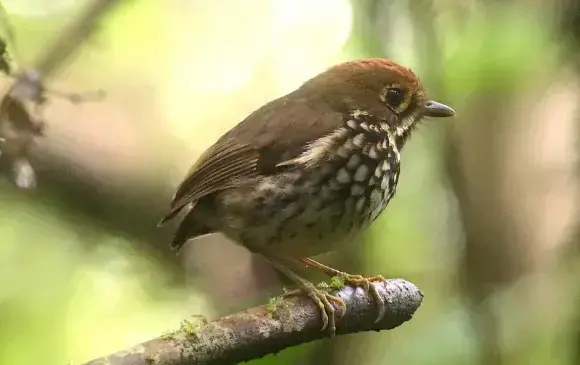El Tororoí tiene como nombre científico: Grallaria urraoensis. Grallaria por sus piernas largas y su cola corta, y urraoensis, el gentilicio en latín de los habitantes de Urrao, Antioquia. Foto: Cortesía.