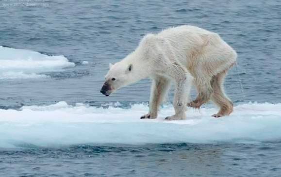 Esta fotografía de 2015 muestra a una osa polar en estado de desnutrición que puede ser consecuencia del cambio climático. Foto: Facebook Kerstin Langeberg