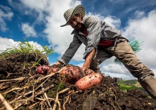Los campesinos podrán vender sus productos en línea, de forma directa y sin ningún intermediario, pero además, también sirve como “base de datos”. FOTO: CAMILO SUÁREZ