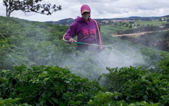 El 70 % de los fertilizantes utilizados en los cultivos de papa de Colombia son fabricados por la empresa venezolana Monómeros Colombo Venezolanos. FOTO cortesía