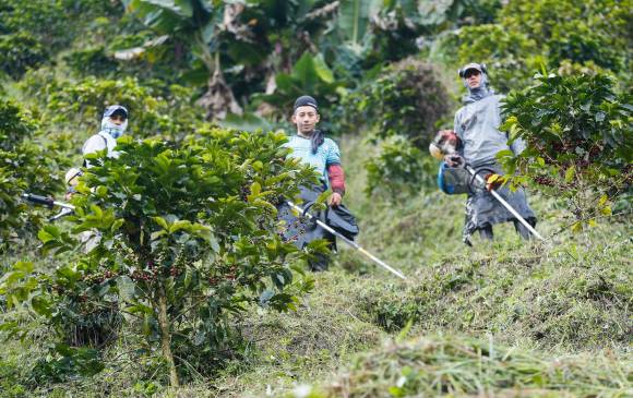 La producción y exportación de café serían este año actividades que dinamicen la economía antioqueña en el segundo semestre de 2021. FOTO Manuel Saldarriaga